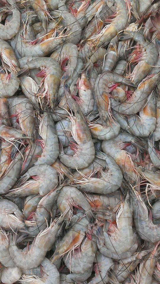 udang